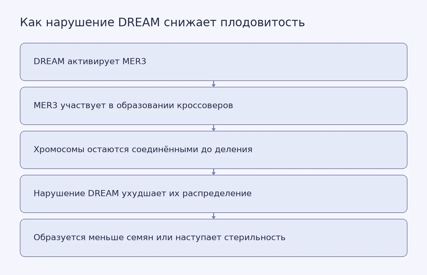 Схема связи между комплексом DREAM, геном MER3, кроссоверами и образованием семян у Arabidopsis thaliana