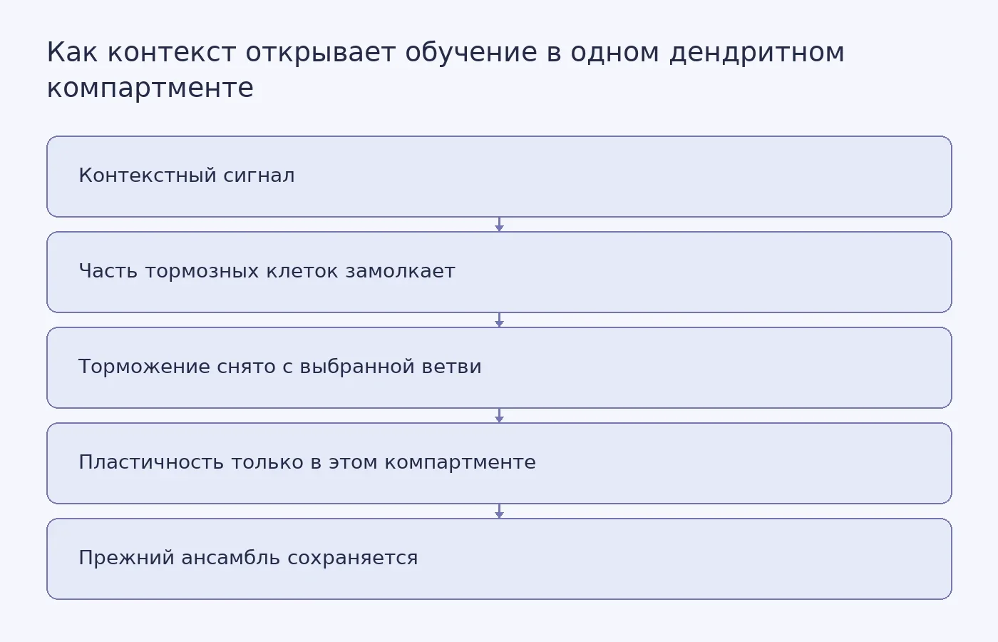 Схема модели: контекстный сигнал снижает активность части тормозных интернейронов, из-за чего обучение разрешается только в выбранном дендритном компартменте, а ранее обученные участки нейрона остаются неизменными.