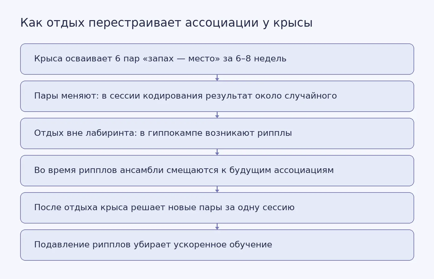 Схема показывает последовательность эксперимента: обучение схеме, замена пар, сессия отдыха с гиппокампальными рипплами, перестройка нейронных представлений и ускоренное переучивание после отдыха.