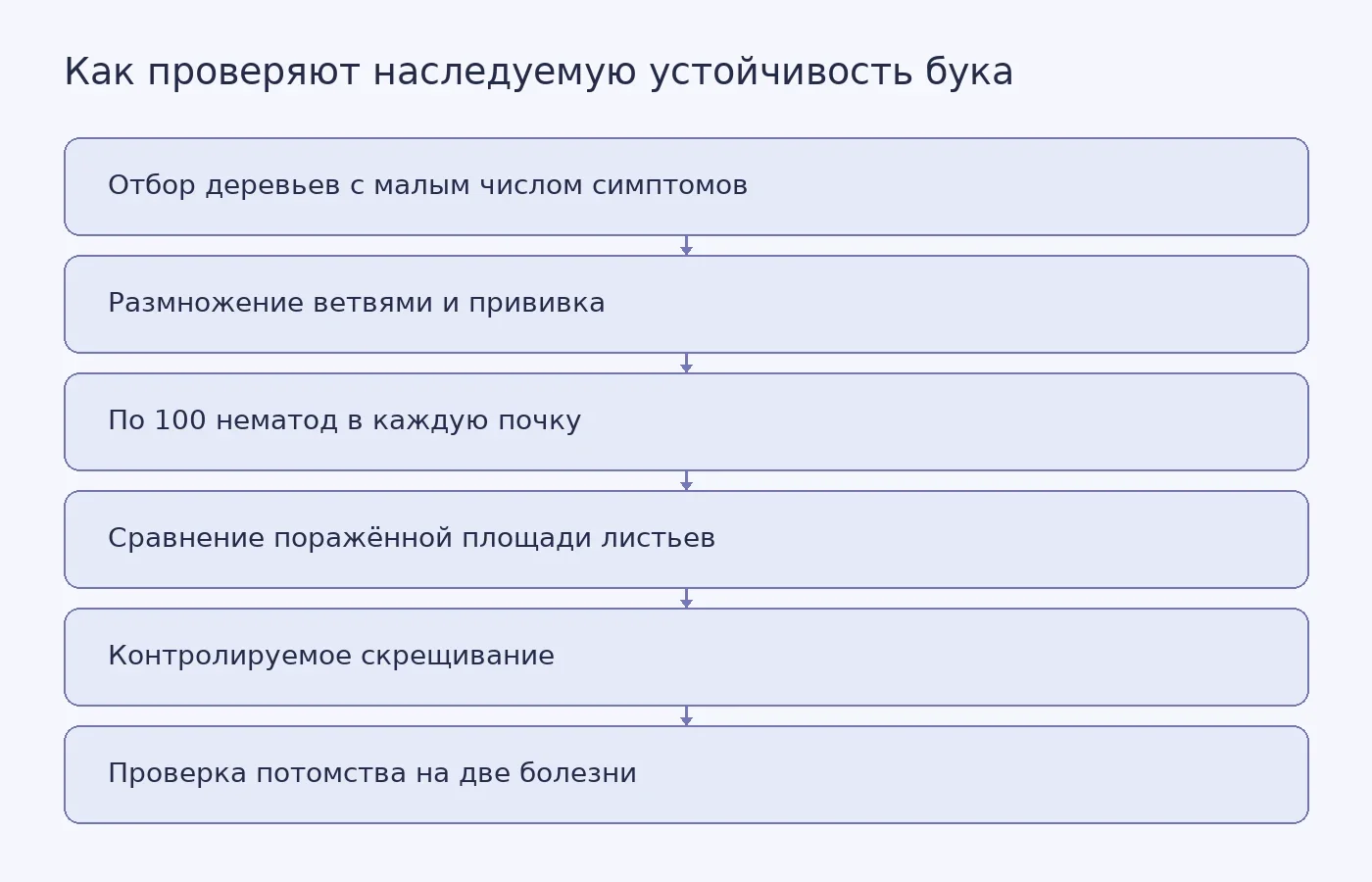 Схема от отбора американских буков и внесения 100 живых нематод в каждую почку до проверки потомства на наследуемую устойчивость к болезни листьев и болезни коры