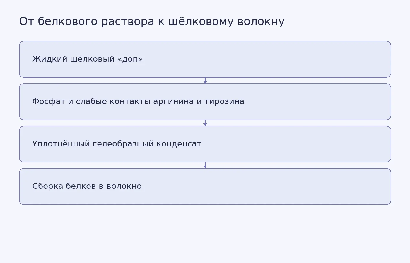 Условная схема описанного механизма перехода от раствора спидроинов через конденсат к волокну; она не изображает количественные результаты эксперимента или окончательно установленную последовательность всех стадий.