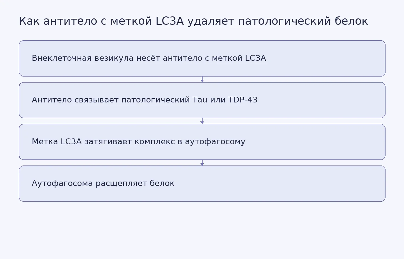 Схема: везикула доставляет антитело с меткой LC3A к патологическому белку, метка направляет комплекс в аутофагосому для расщепления