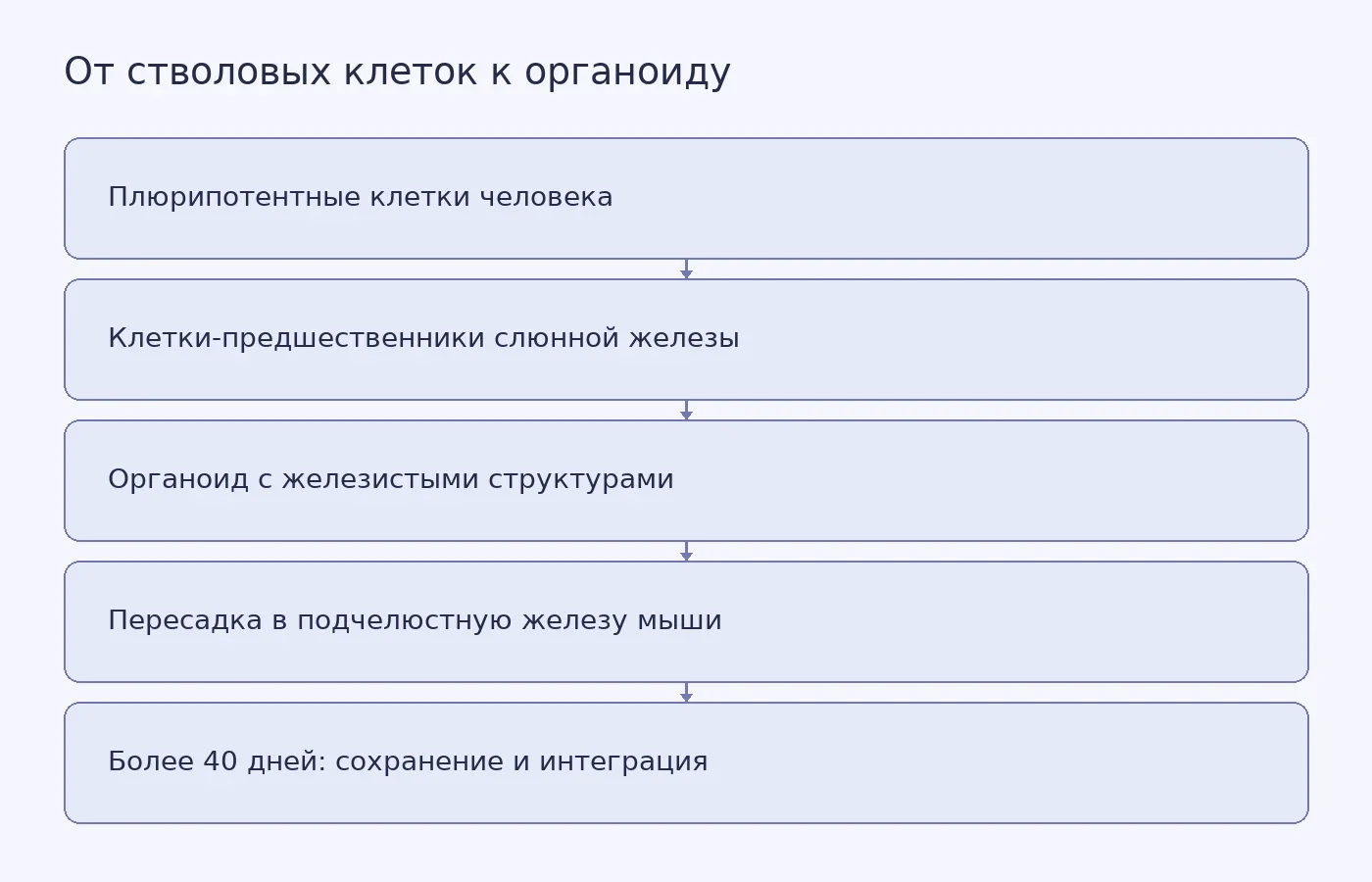 Схема этапов получения органоидов слюнной железы из человеческих стволовых клеток и их пересадки мышам; восстановление слюноотделения не показано.