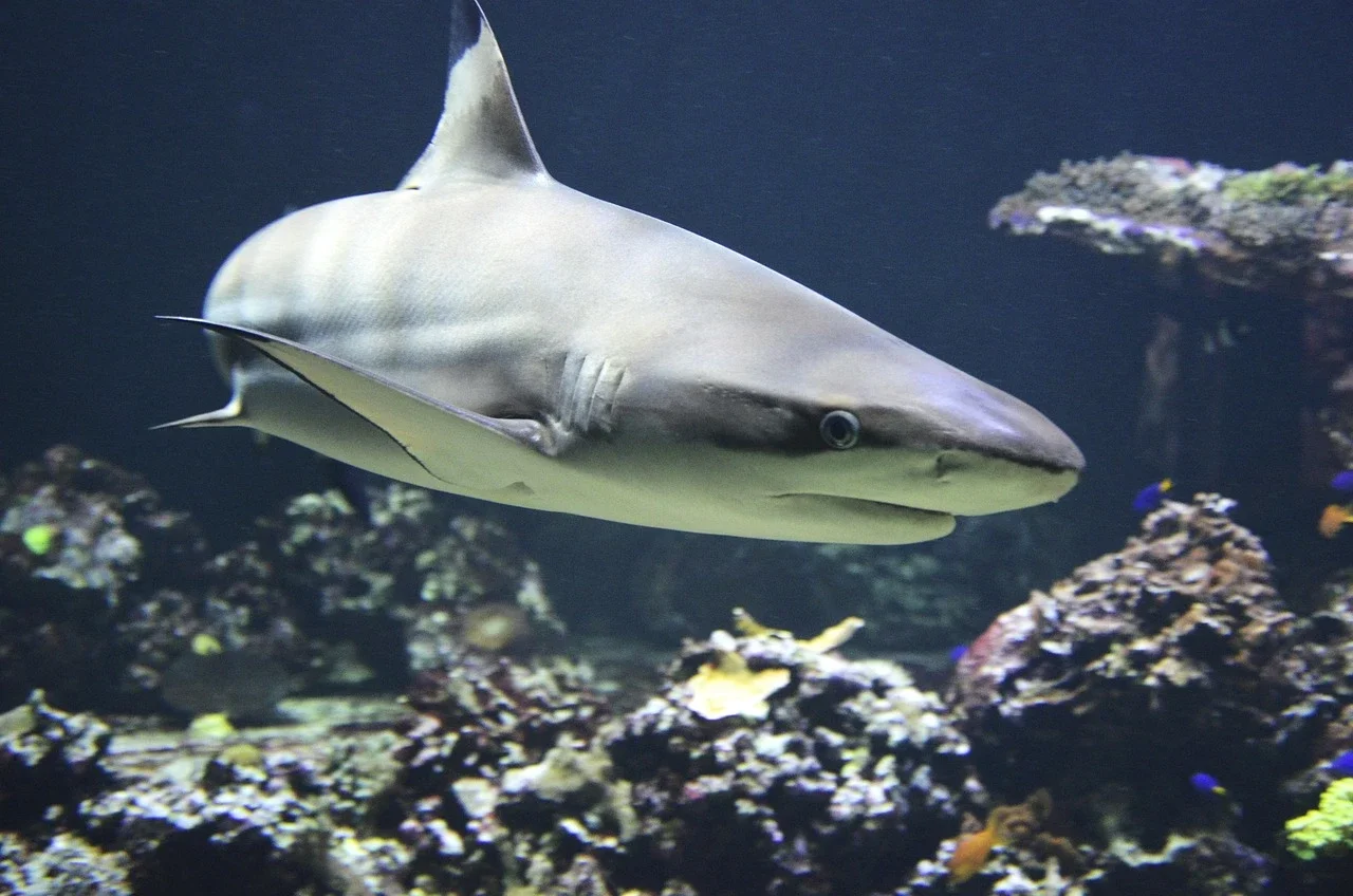 Чернопёрые акулы реагировали на подводный звук с расстояния до 74 метров