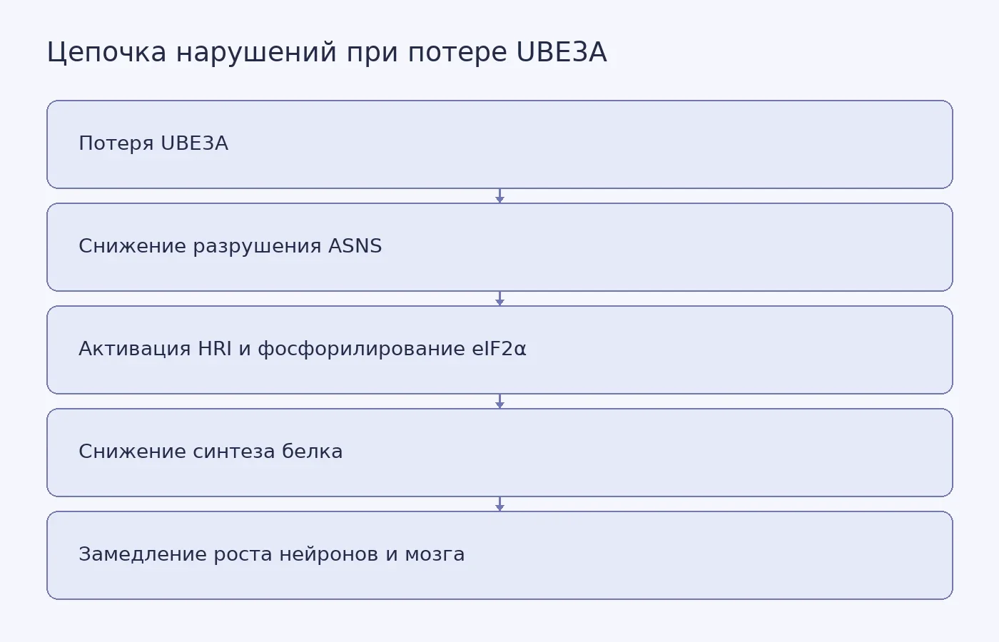 Схема показывает, как потеря UBE3A связана с накоплением ASNS, включением интегрированного стрессового ответа и замедлением развития мозга у мышей