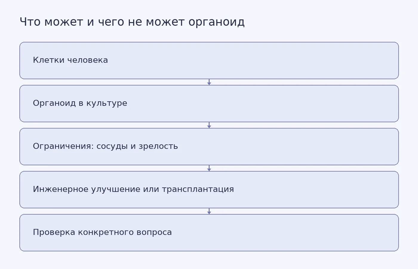 Схема показывает путь от человеческих стволовых клеток к органоиду и границы его применения: культура воспроизводит отдельные клеточные процессы и этапы развития, но для зрелых цепей и поведения нужны дополнительные компоненты, иногда с участием животного.