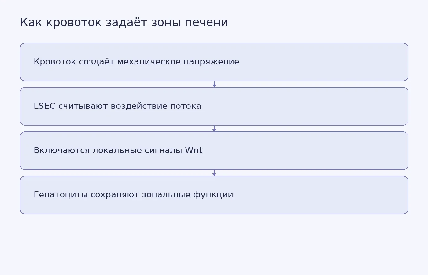 Схема связи между кровотоком, эндотелиальными клетками синусоидов, сигналами Wnt и специализацией гепатоцитов