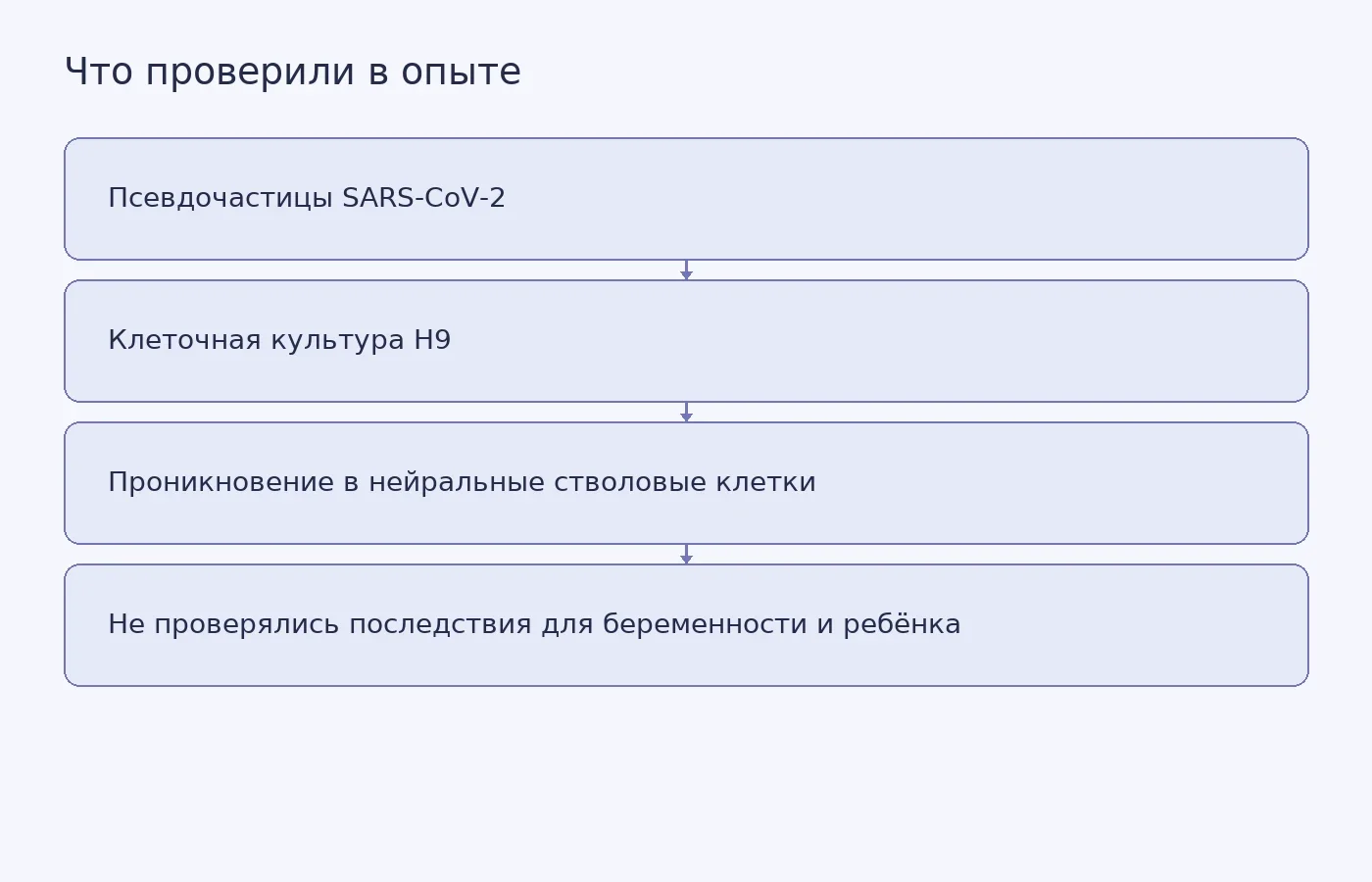 Схема показывает лабораторный опыт с псевдочастицами и его ограничение: он проверял проникновение в клетки, а не влияние инфекции на развитие плода.