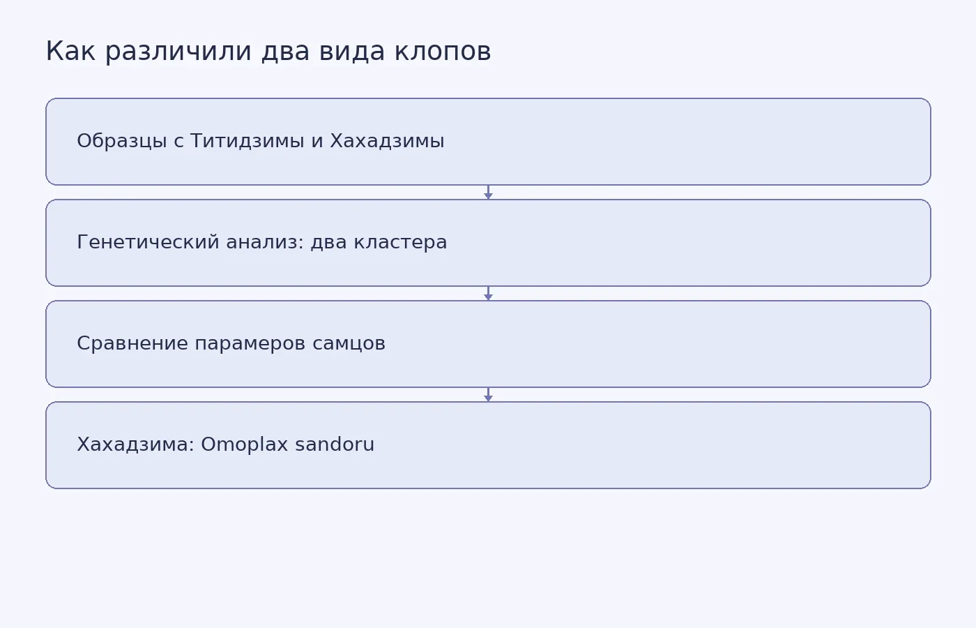 Схема показывает, как генетические кластеры и различия в строении парамера поддержали описание Omoplax sandoru как отдельного вида.