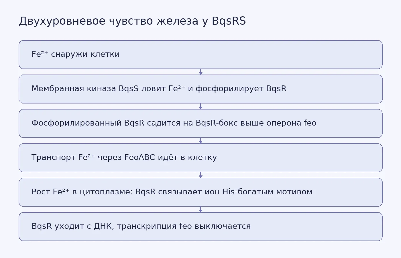 Схема показывает два пути, которыми система BqsRS реагирует на железо: через мембранную киназу BqsS снаружи клетки и через прямое связывание Fe²⁺ регулятором BqsR внутри клетки, из-за чего BqsR покидает промотор оперона feo.