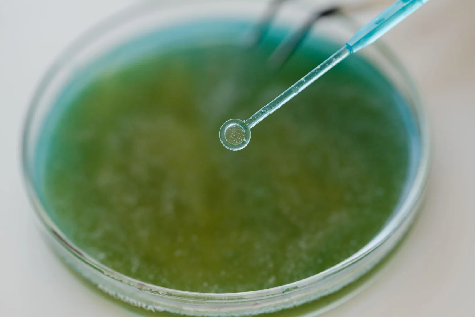 Плазменно-активированная вода усилила активность E. coli при промежуточной концентрации
