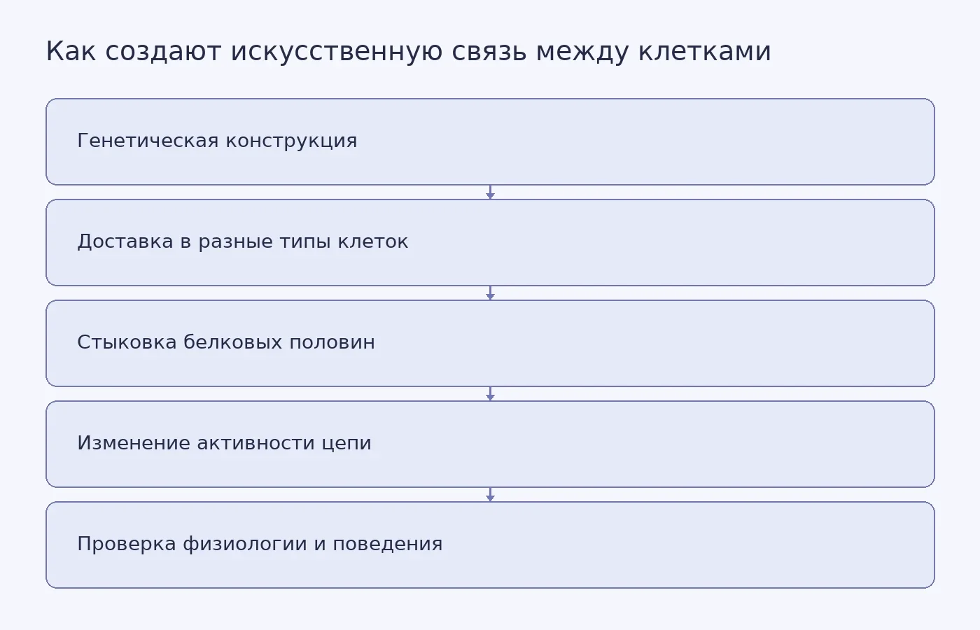 Схема показывает, как две генетические конструкции доставляют в разные клеточные популяции, после чего белковые половины образуют электрический контакт и его действие проверяют по активности цепи и поведению животного.
