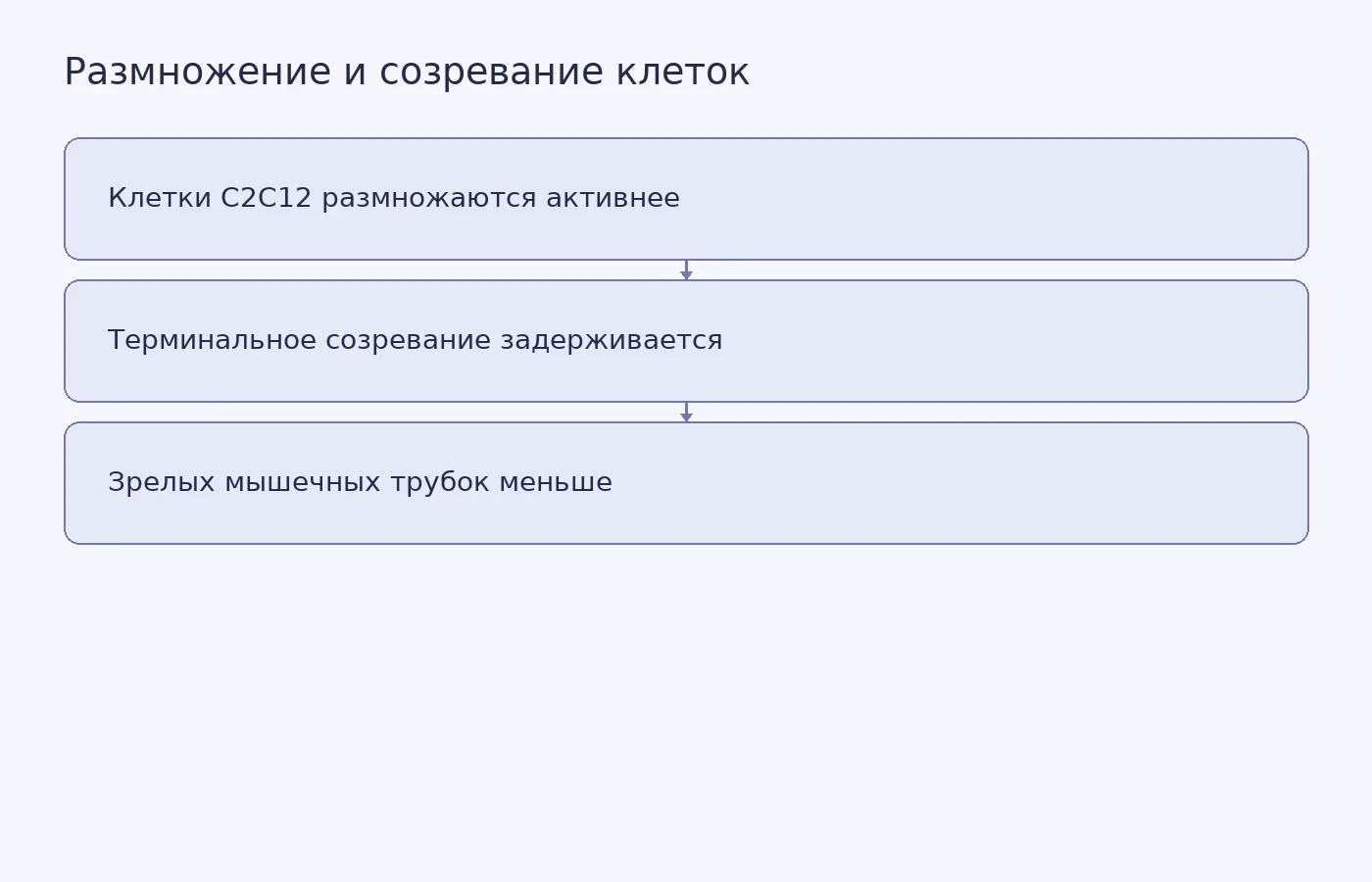 Схема показывает разнонаправленные результаты опыта с тадалафилом на клетках C2C12: усиление размножения и задержку созревания. Она не изображает восстановление мышцы у человека.
