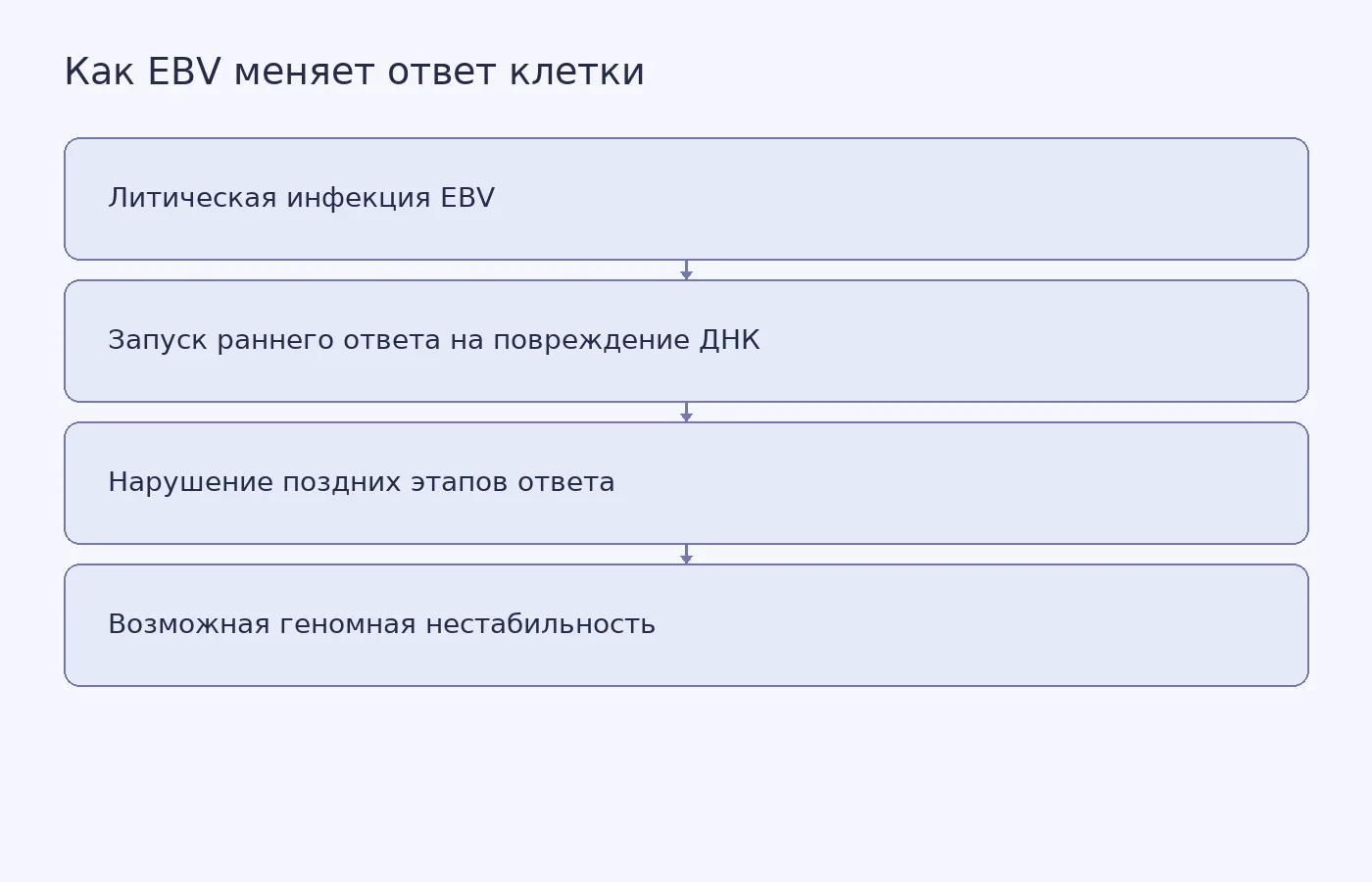 Схема предполагаемой последовательности: EBV запускает литическую инфекцию, ранний клеточный ответ на повреждение ДНК начинается, но поздние этапы нарушаются; возможная геномная нестабильность требует дальнейшего изучения.