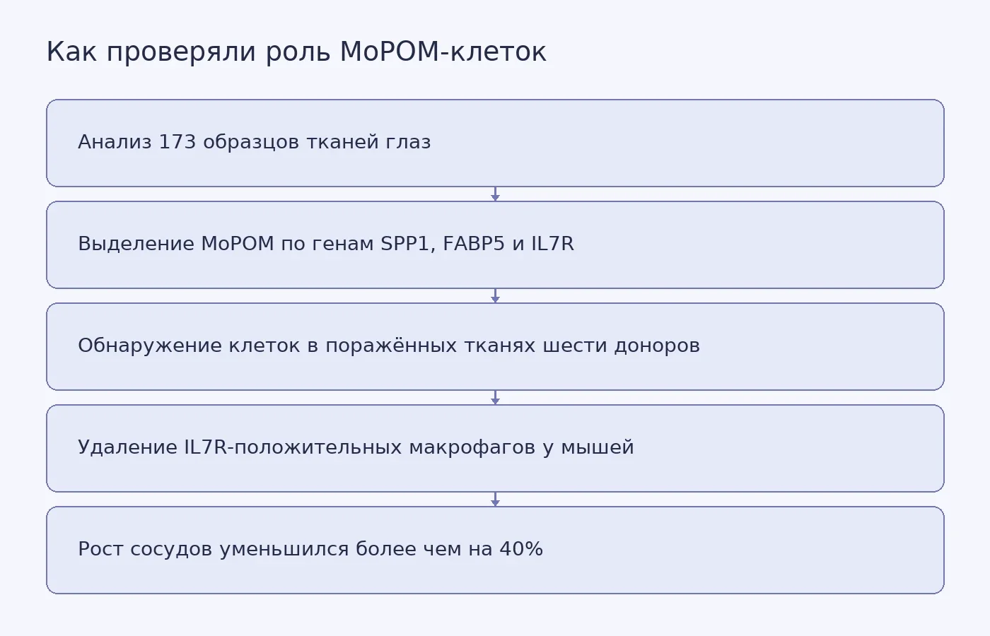Схема показывает путь исследования: анализ тканей людей и мышей, обнаружение MoPOM-клеток в сосудистых поражениях и проверка их роли после выборочного удаления в мышиной модели.