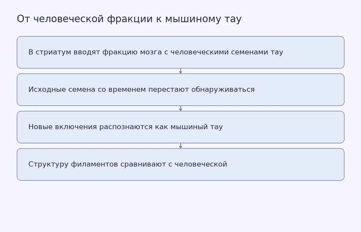 Схема показывает ход эксперимента: введение саркозил-нерастворимой фракции человеческого мозга мышам, проверку происхождения новых включений и сравнение структуры мышиных филаментов с человеческими