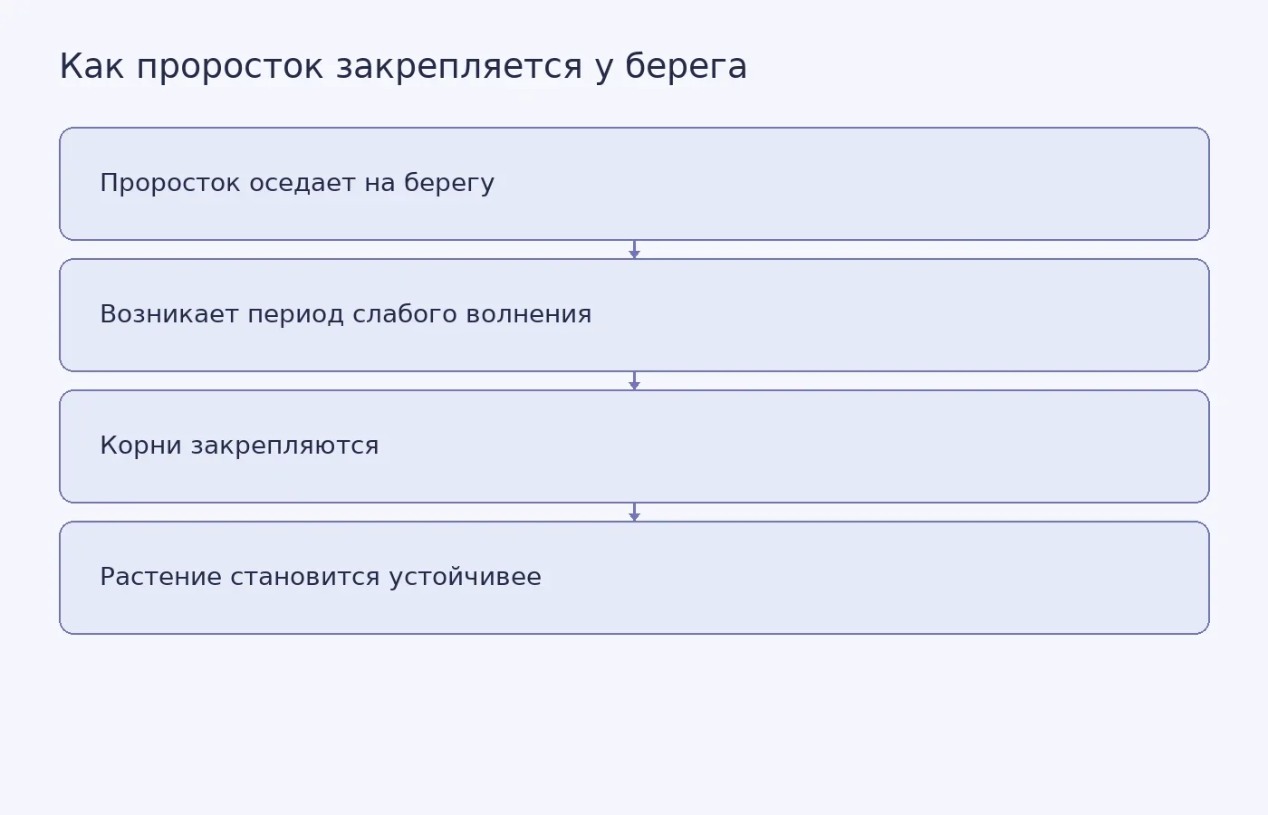Схема показывает условную последовательность укоренения мангрового проростка и рост его устойчивости по мере взросления.