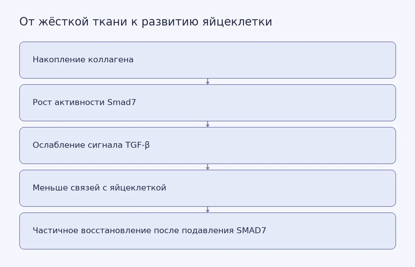 Схема предполагаемого механизма: жёсткая среда связана с ростом активности Smad7 и сокращением трансзональных проекций; подавление SMAD7 частично восстанавливает связи и развитие фолликула.