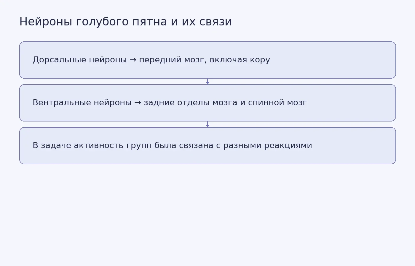 Схема показывает, куда преимущественно направляются отростки нейронов верхней и нижней частей голубого пятна и как активность групп соотносилась с поведением мышей.