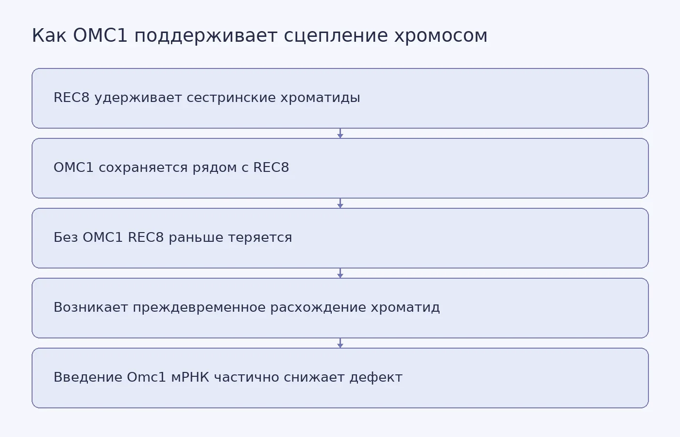 Схема связи между белками OMC1 и REC8, потерей сцепления хромосом и частичным восстановлением в яйцеклетках мышей