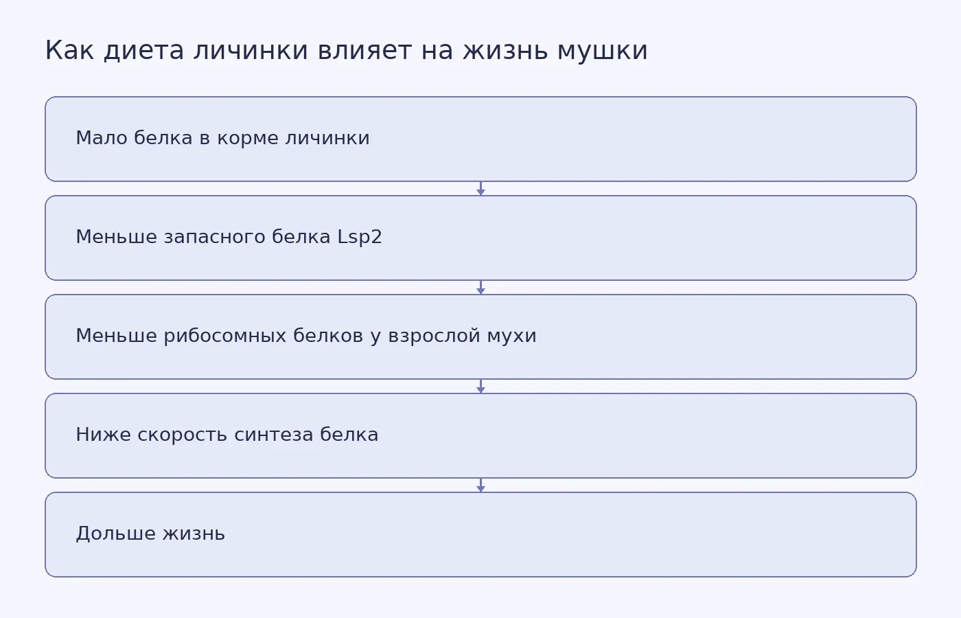 Схема связи личиночного ограничения белка с продолжительностью жизни через Lsp2 и трансляцию