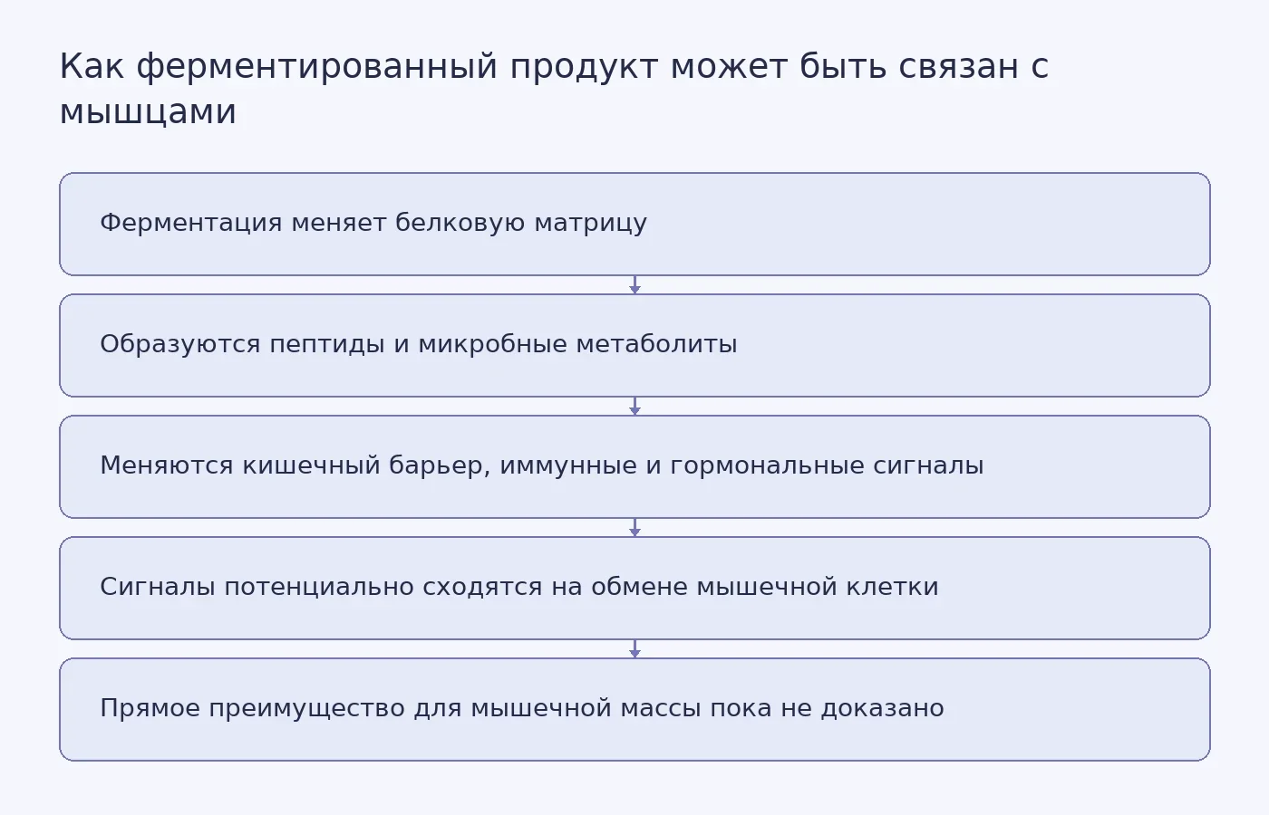 Схема отделяет возможные промежуточные механизмы ферментированных белковых продуктов от недоказанного клинического результата в виде увеличения мышечной массы