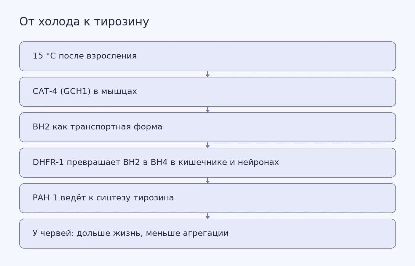 Схема показывает, как умеренный холод запускает в мышцах нематоды синтез BH2, его перенос в другие ткани, превращение в BH4 и выход на синтез тирозина.