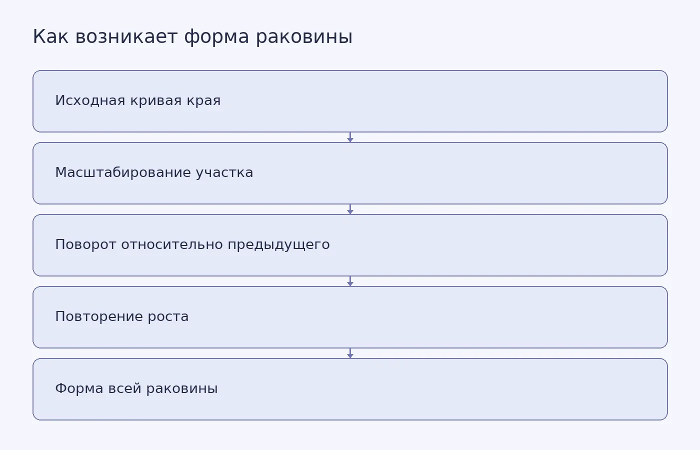Схема показывает, как повторяющееся масштабирование и вращение растущего края формируют глобальную форму раковины