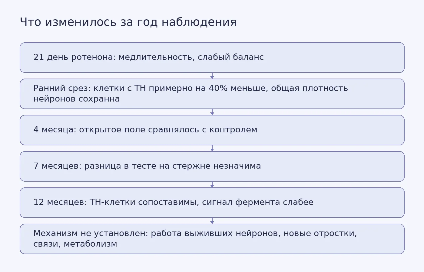 Схема последовательности результатов: раннее снижение числа клеток с ферментом тирозингидроксилазой при сохранной общей плотности нейронов, затем поэтапное выравнивание двигательных показателей с контролем к 4, 7 и 12 месяцам