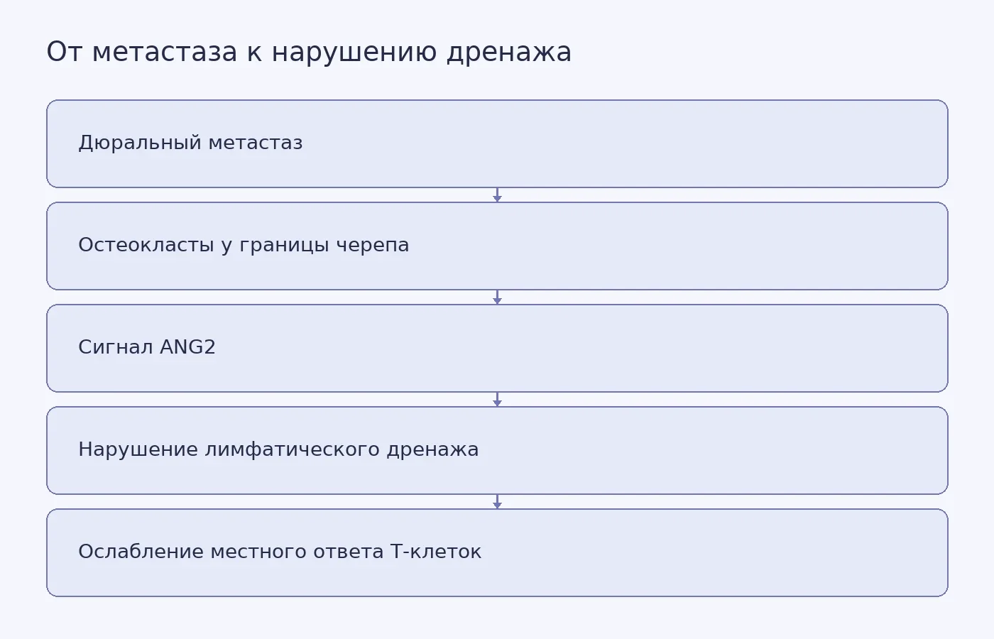 Схема предполагаемой причинной цепи в мышиных моделях: дюральный метастаз связан с активностью остеокластов и ANG2, нарушением менингеального лимфатического дренажа и изменением местного ответа Т-клеток. Это доклинический механизм, а не подтверждённая схема лечения людей.