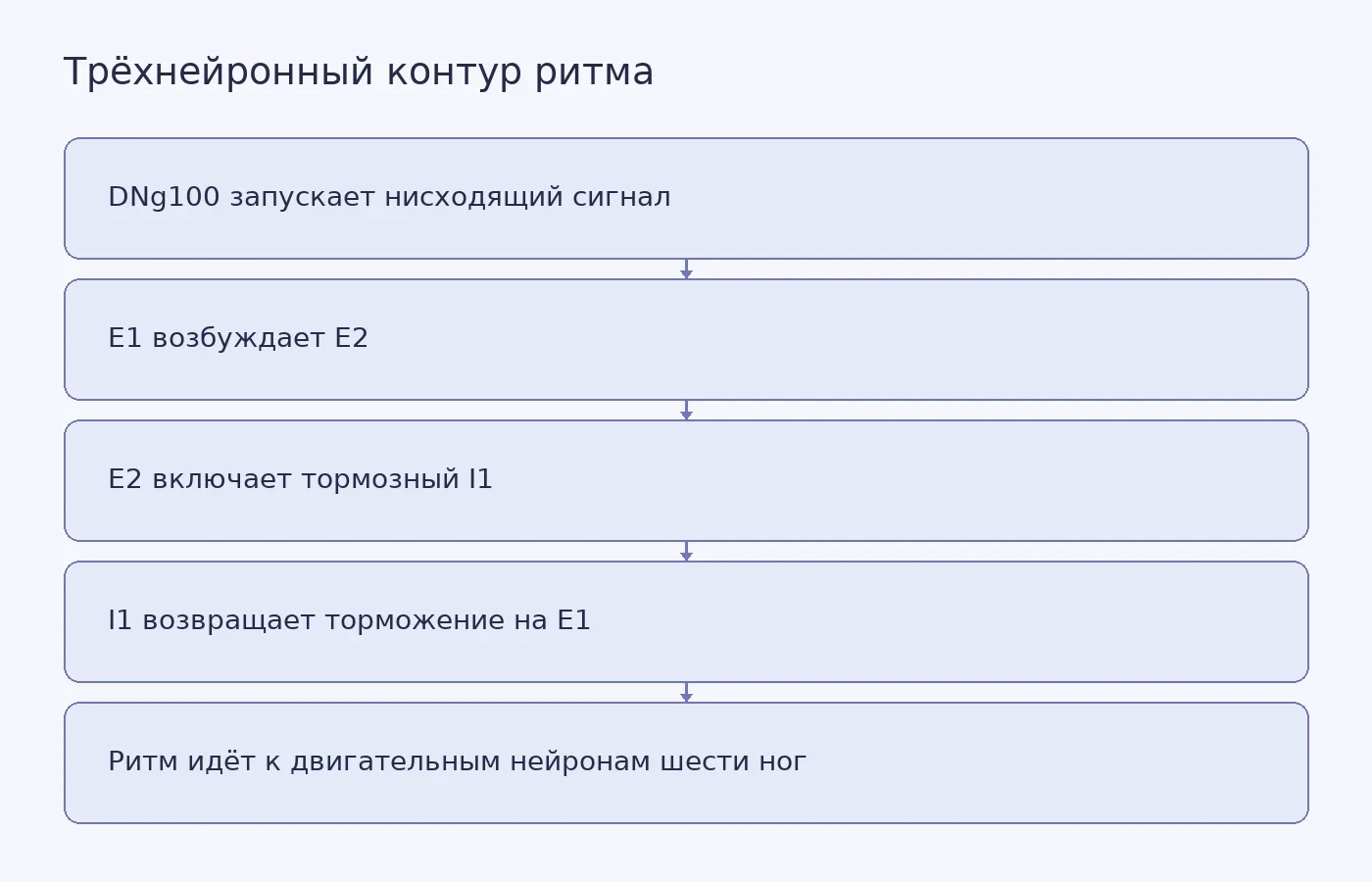 Схема замкнутого контура E1, E2 и I1, который в компьютерной модели создаёт ритмический сигнал для двигательных нейронов ног дрозофилы