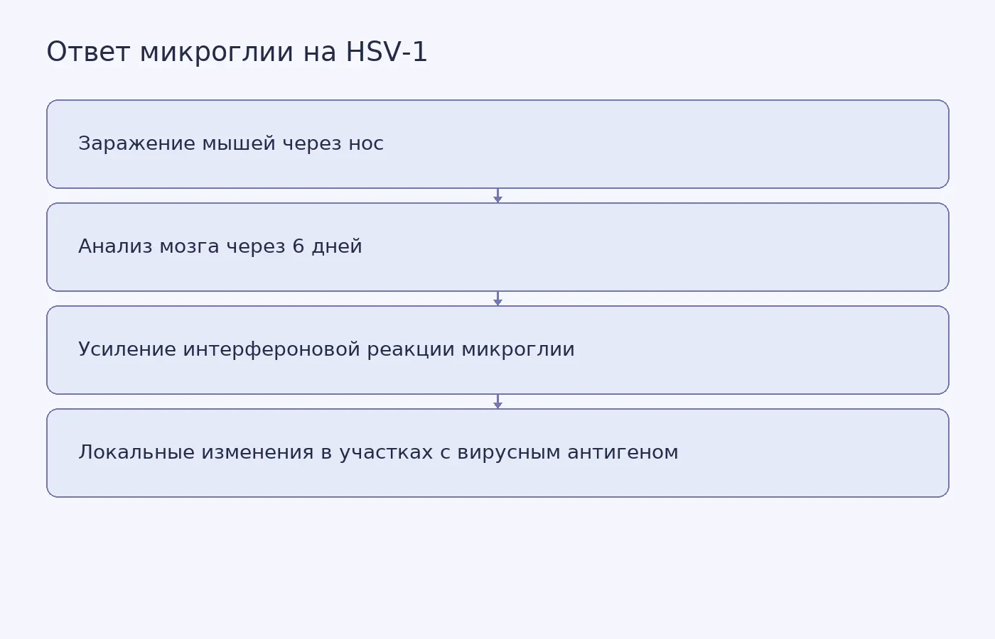 Схема показывает ход эксперимента на мышах и локальную противовирусную реакцию микроглии; она не изображает развитие болезни Альцгеймера.