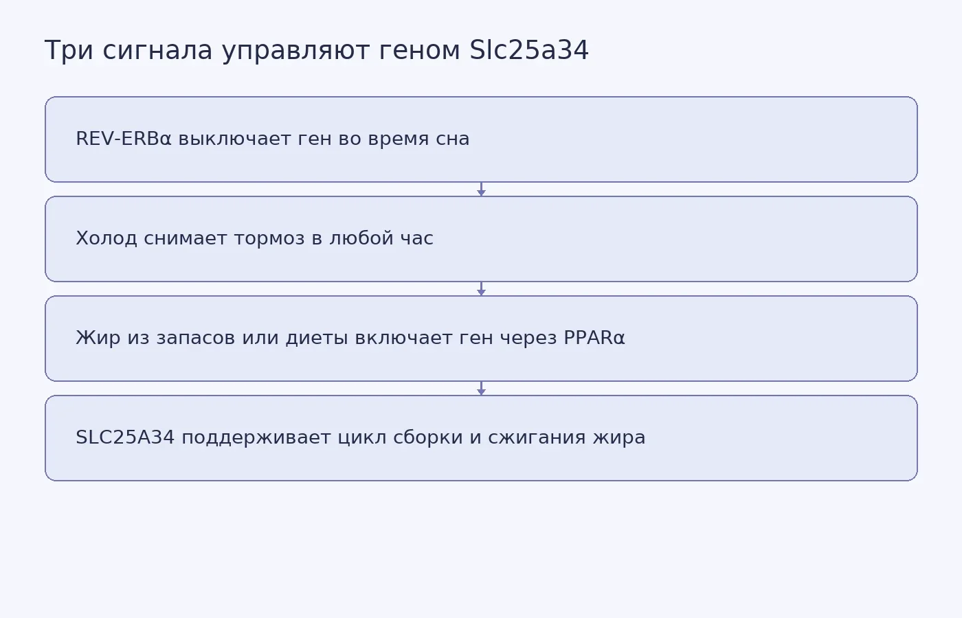 Схема показывает, как белок часов, холод и жир по отдельности влияют на ген Slc25a34 и через него — на цикл липидов в бурой жировой ткани