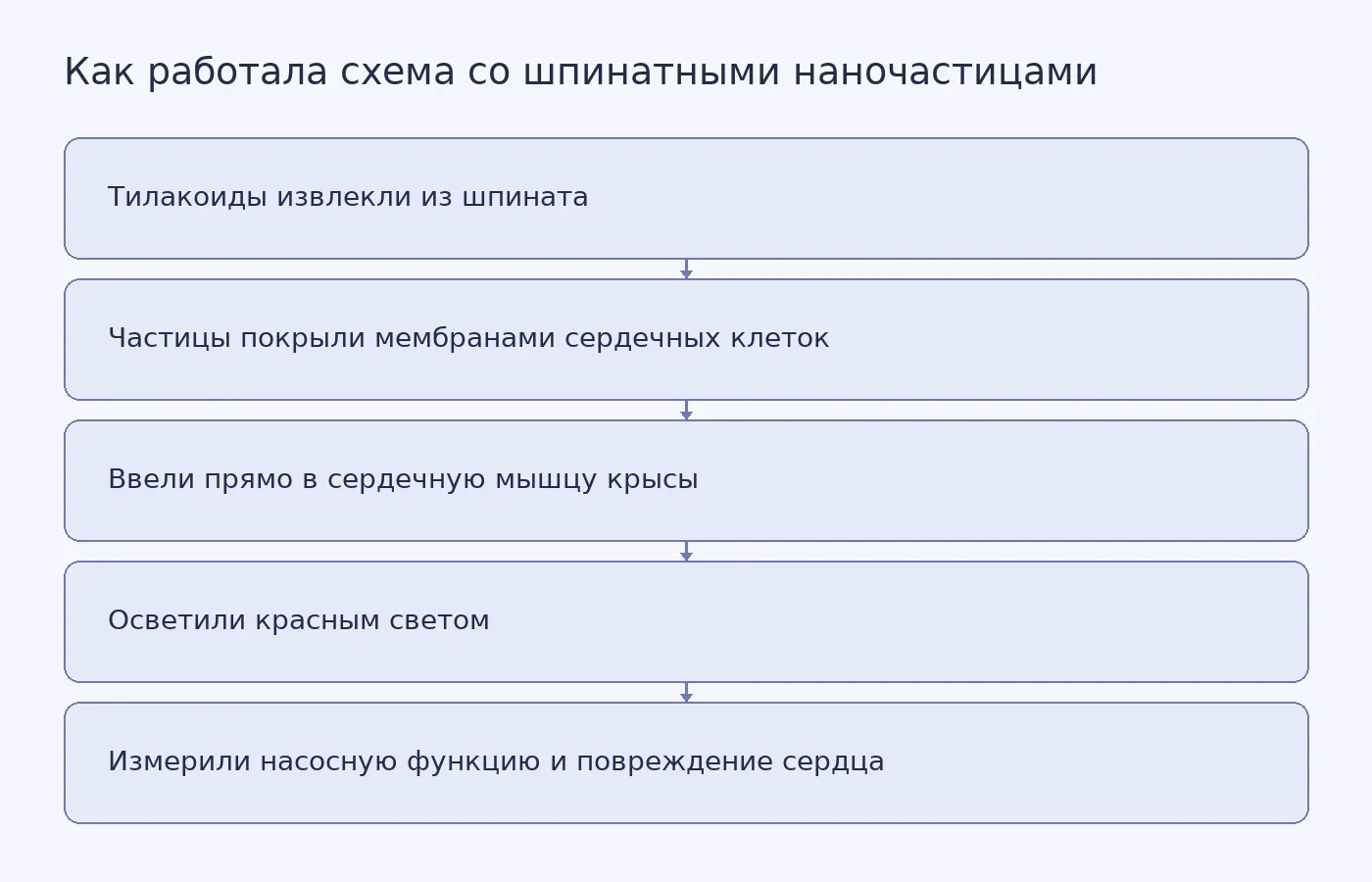 Схема этапов эксперимента на крысах: от получения покрытых мембранами тилакоидных наночастиц до оценки сердца после введения и освещения