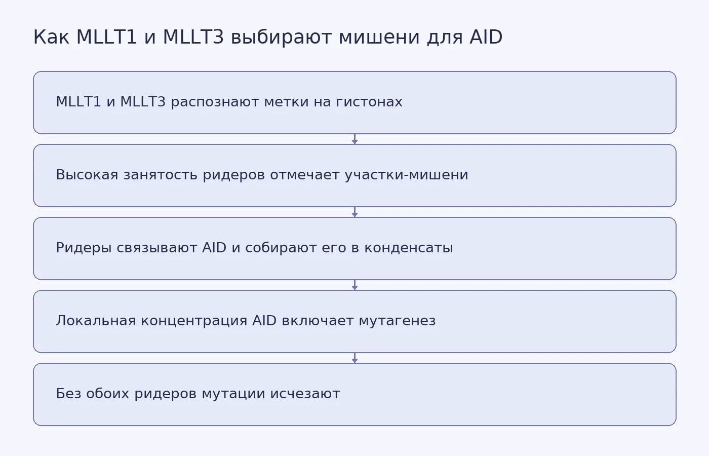 Схема: ридеры гистонов MLLT1 и MLLT3 отмечают участки генома, концентрируют там фермент AID и тем самым ограничивают мутагенез узким набором генов