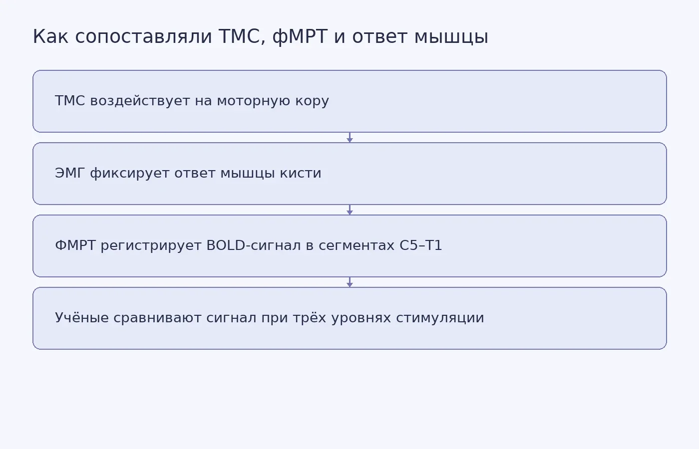 Схема показывает, как исследователи сопоставляли силу ТМС, ответ мышцы и пространственное распределение BOLD-сигнала в шейном отделе спинного мозга.