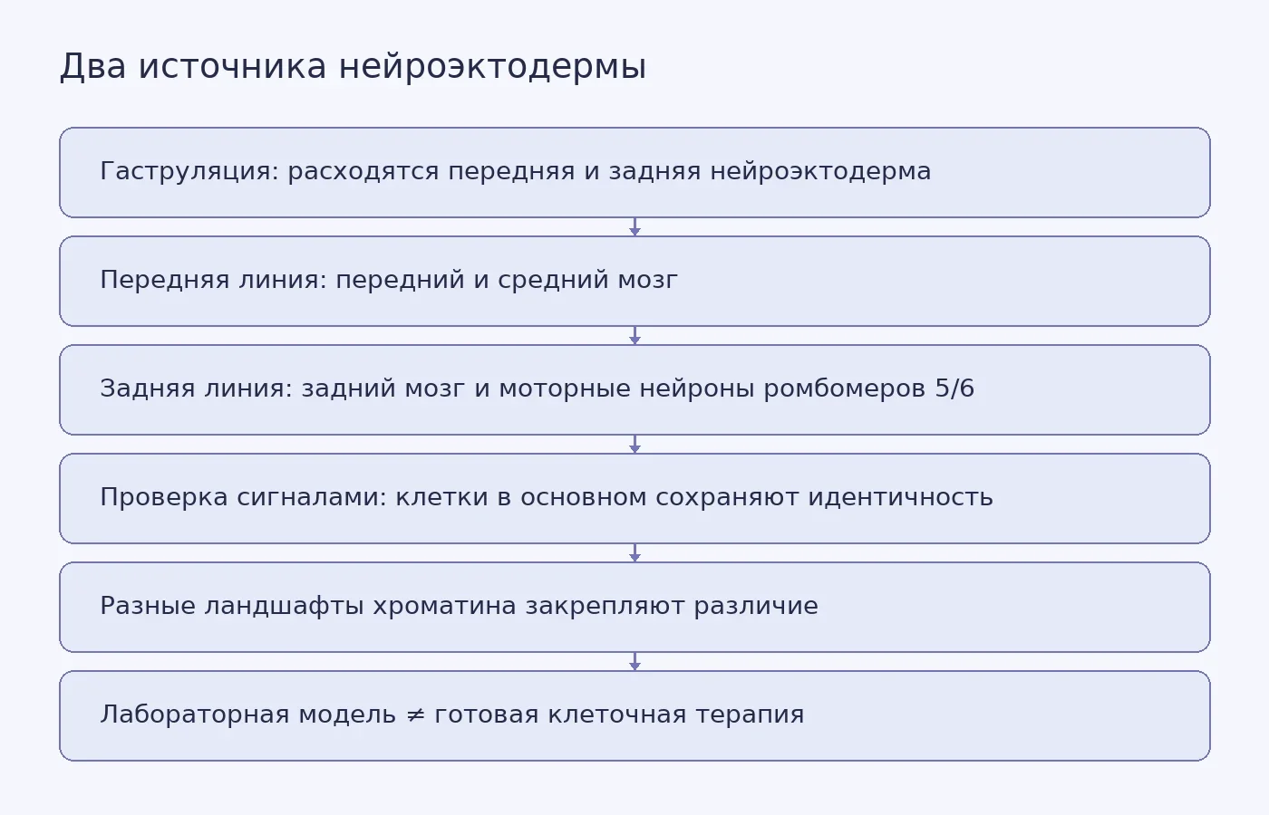 Схема показывает, что передняя и задняя нейроэктодерма расходятся во время гаструляции, дают разные отделы мозга и сохраняют идентичность при смене сигналов, а лабораторная модель не равна готовой терапии.