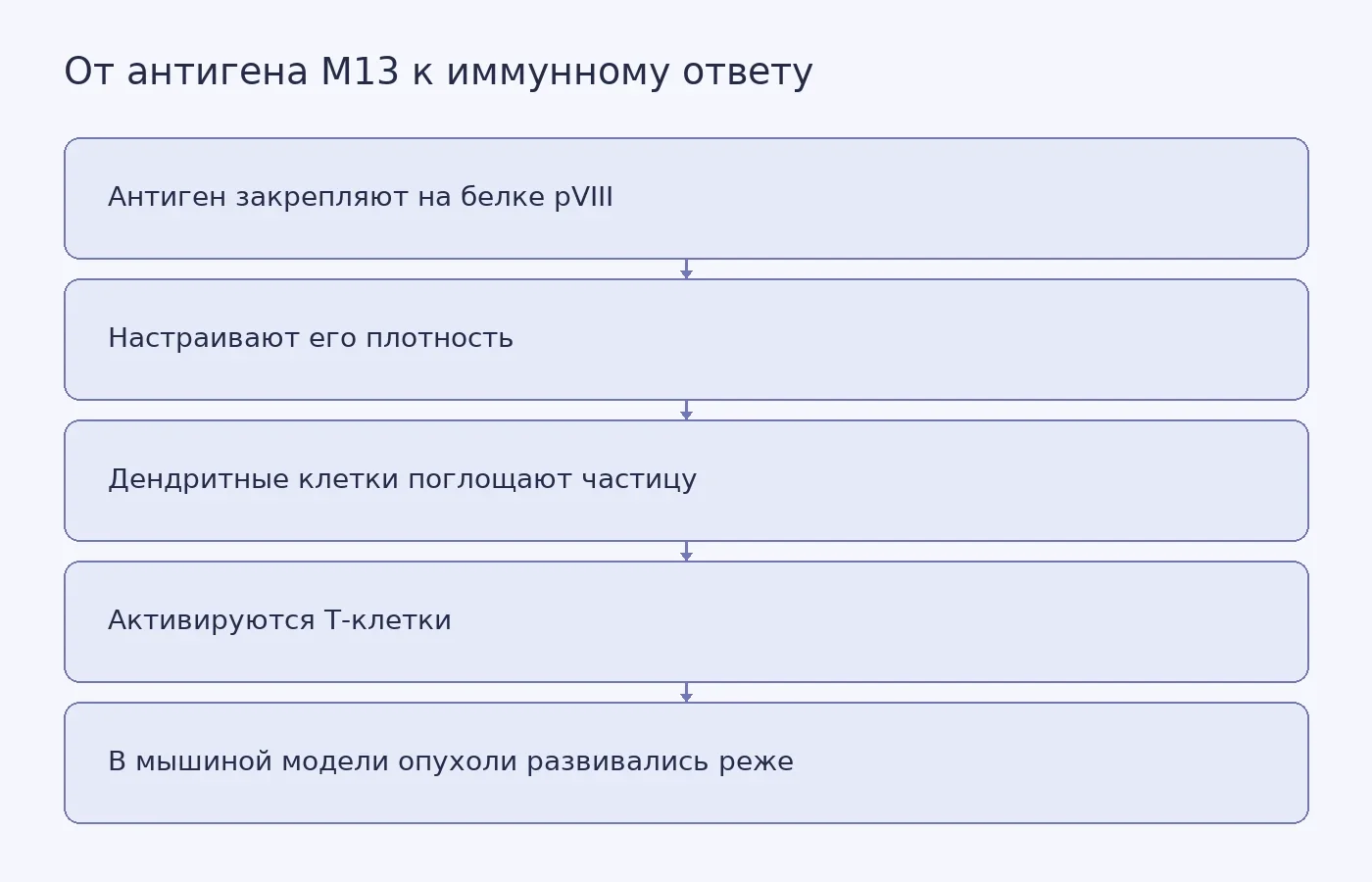 Схема показывает, как учёные регулировали плотность антигена на частице M13 и связывают это с поглощением частиц дендритными клетками и ответом Т-клеток в опытах на мышах.