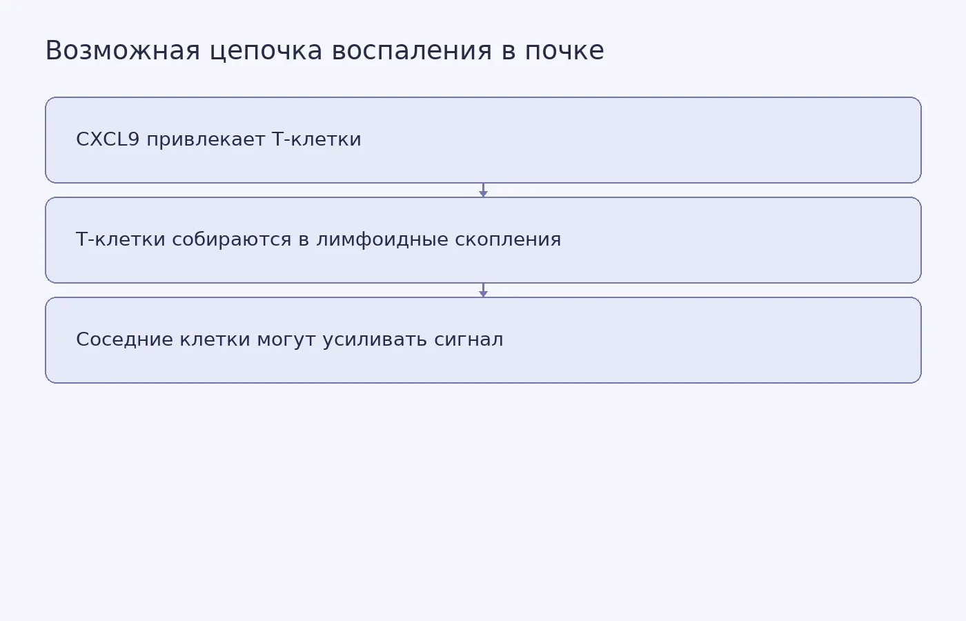 Условная схема предполагаемого усиления сигнала CXCL9–CXCR3 между клетками в лимфоидных скоплениях; причинность в исследовании не установлена.