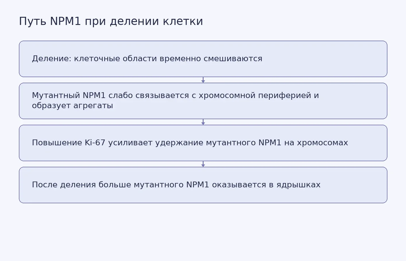 Схема лабораторного механизма: роль хромосомной периферии и Ki-67 в возвращении мутантного NPM1 в ядрышки дочерних клеток