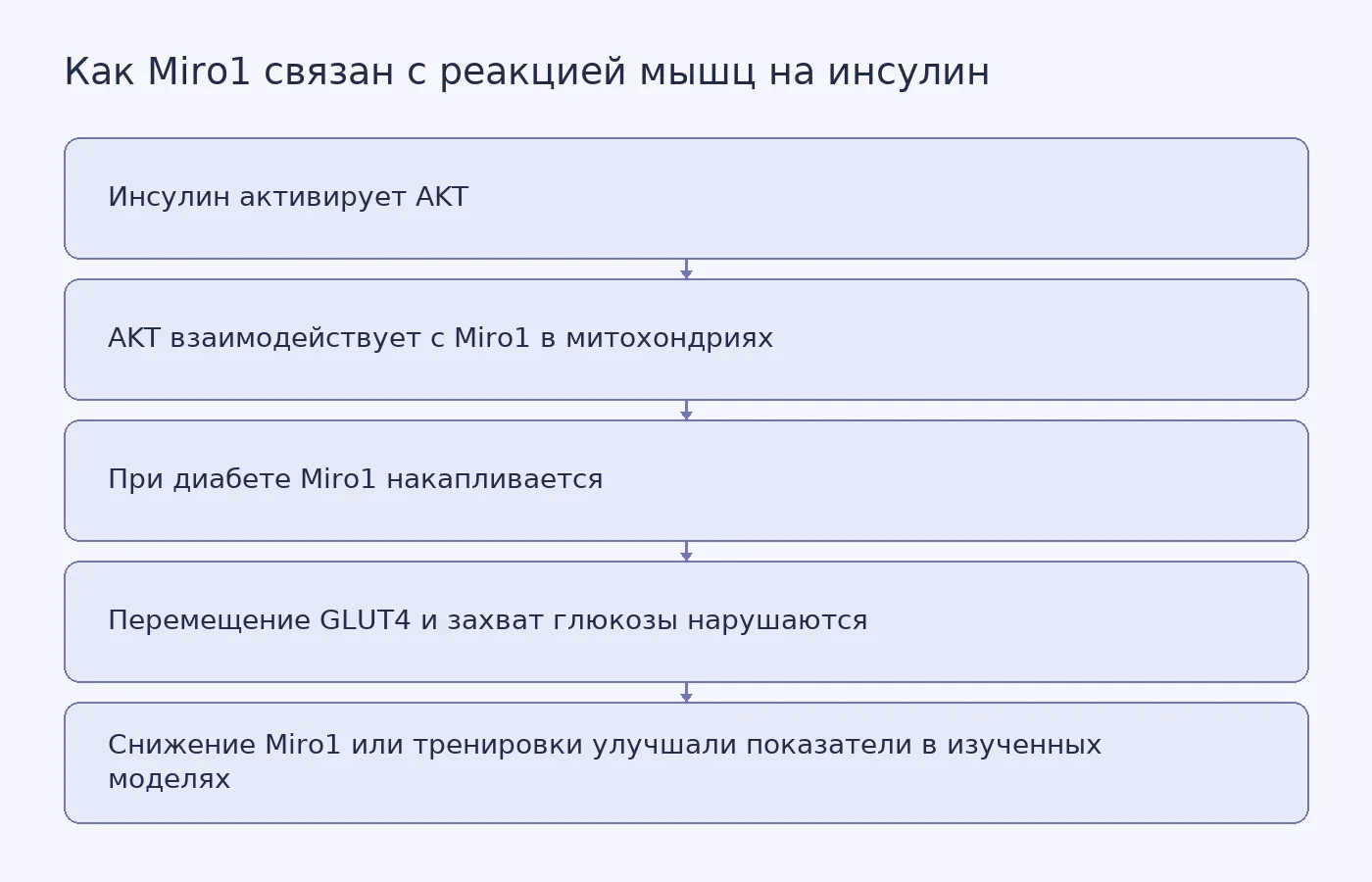 Схема связывает сигнал инсулина через AKT, накопление Miro1 в мышцах, перемещение GLUT4 и захват глюкозы; отдельно показаны результаты клеточных, мышиных и человеческих исследований