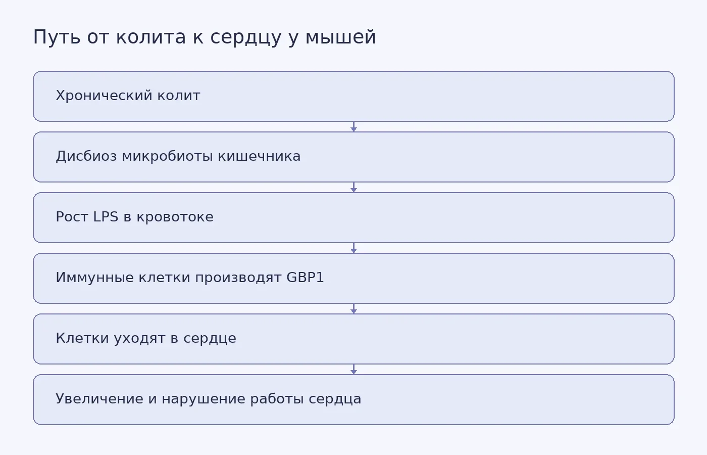 Схема последовательности: хронический колит ведёт к дисбиозу микробиоты, росту LPS, производству GBP1 иммунными клетками, их перемещению в сердце и сердечным нарушениям у мышей.