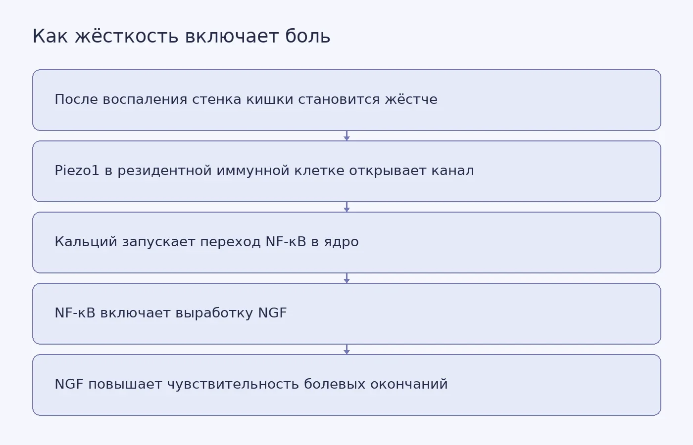 Схема объясняет, как жёсткость ткани кишечника через Piezo1, NF-κB и NGF повышает чувствительность болевых нервов.