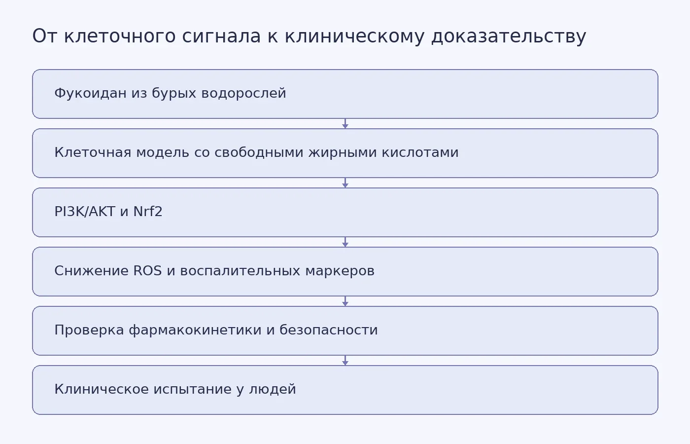 Схема показывает, как гипотеза о действии фукоидана проходит путь от клеточной модели и изменений ROS и Nrf2 до необходимых фармакокинетических и клинических проверок.