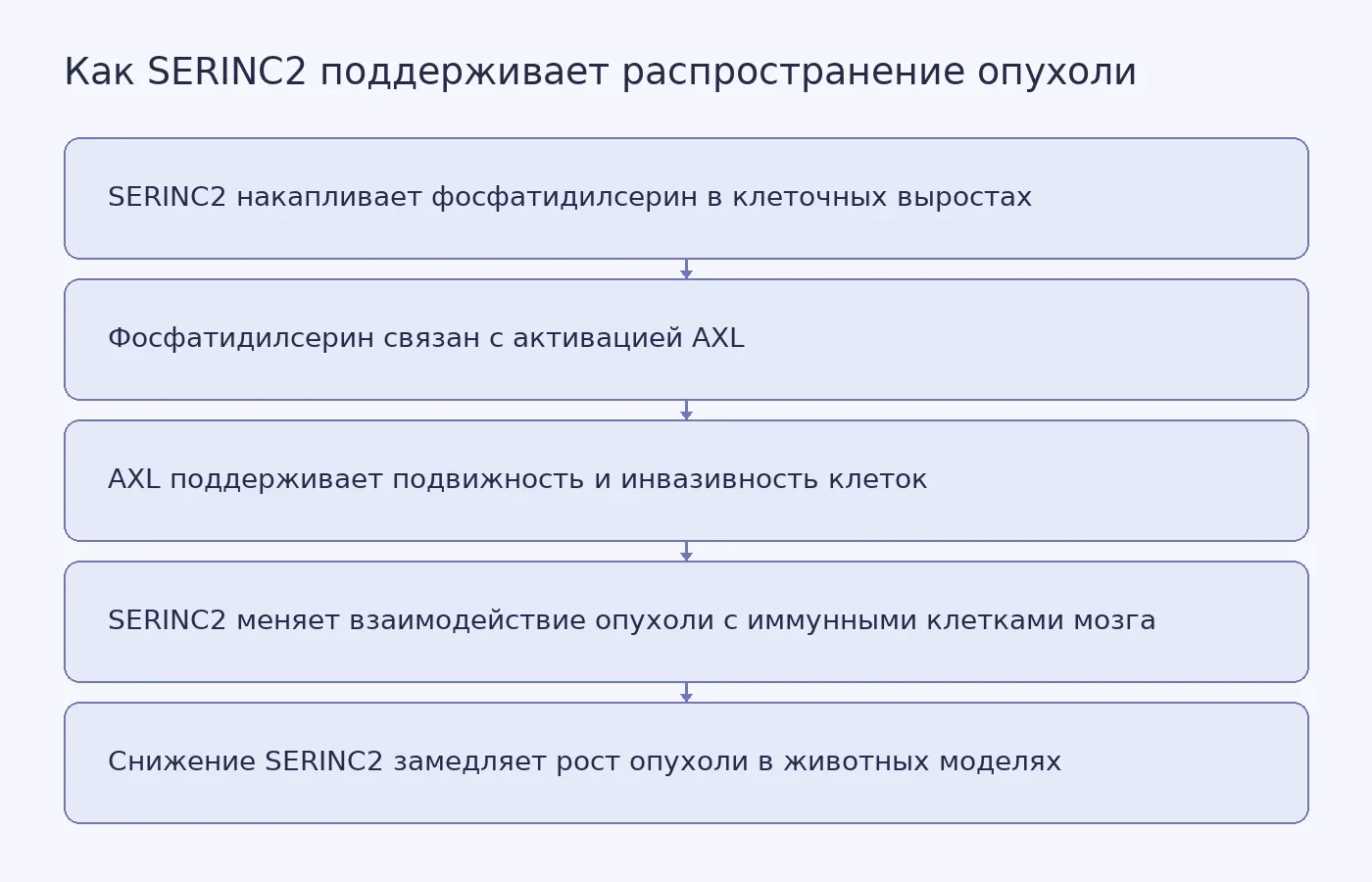 Схема связи SERINC2, фосфатидилсерина, AXL, инвазивности опухолевых клеток и роста опухоли мозга
