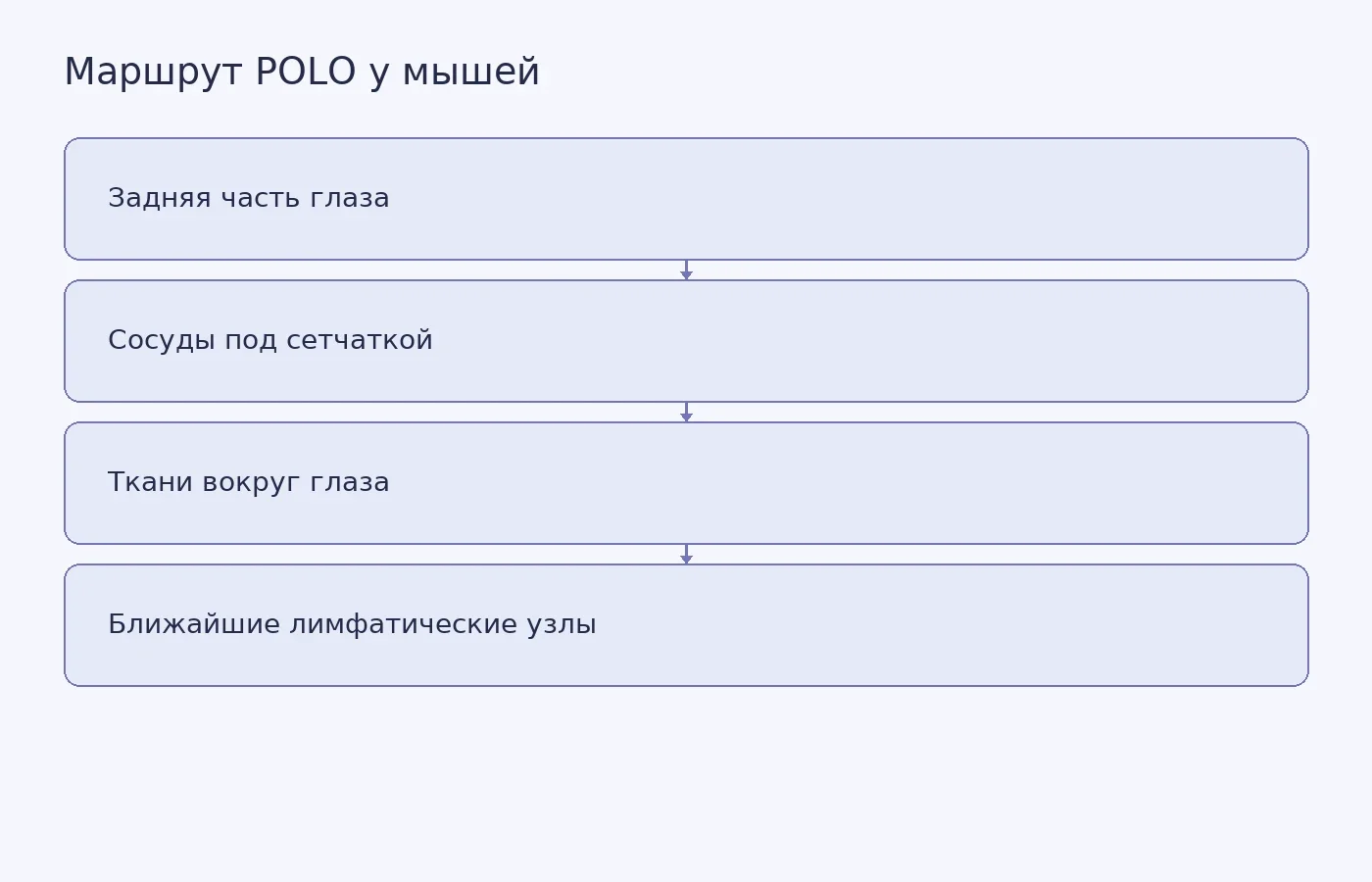 Схема наблюдавшегося у мышей перемещения жидкости из задней части глаза в окружающие ткани и лимфатические узлы