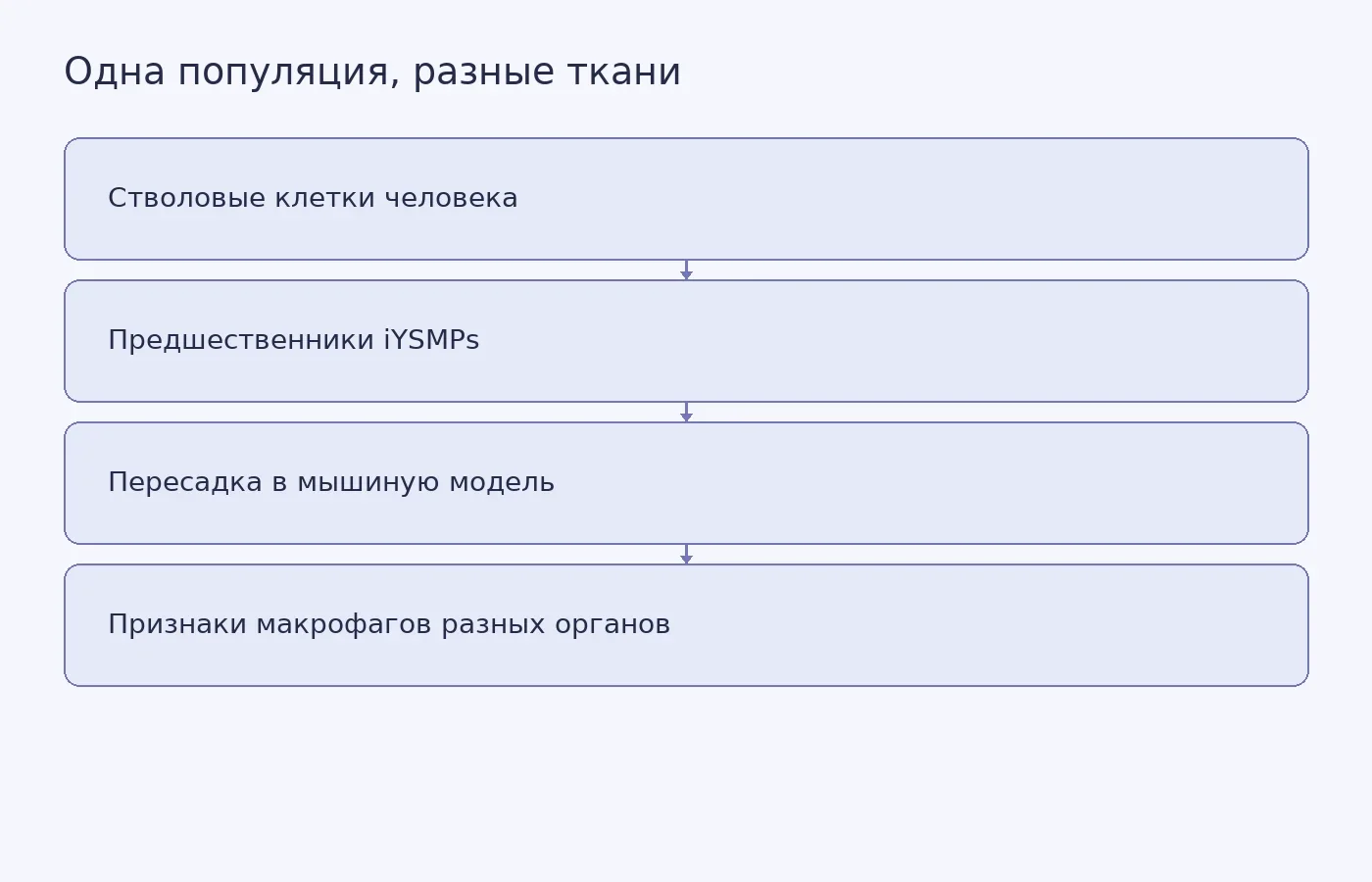 Схема показывает, как созданные из человеческих стволовых клеток предшественники после пересадки в мышиные модели приобрели признаки макрофагов мозга, печени, сердца и почек.