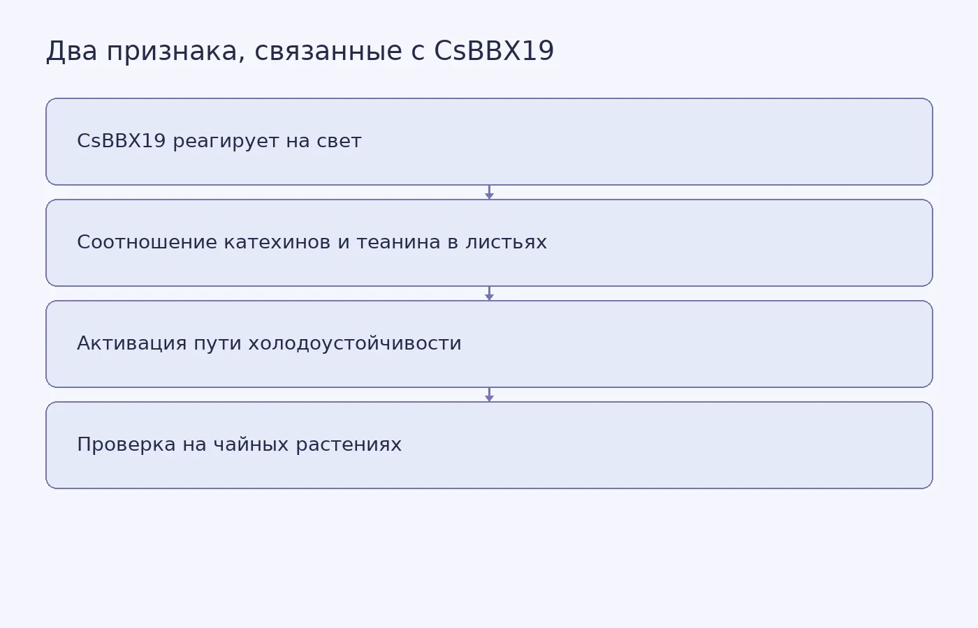 Схема показывает заявленные связи CsBBX19 с составом листьев и холодоустойчивостью, а также необходимость дальнейшей проверки на чайных растениях.