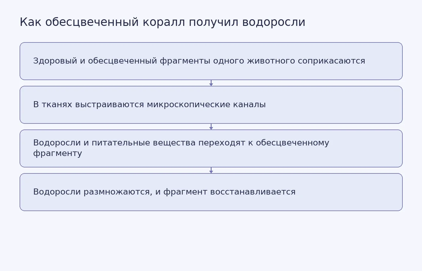 Схема лабораторного наблюдения: контакт генетически идентичных фрагментов создал путь для перехода водорослей к обесцвеченному кораллу, после чего водоросли размножились в его тканях.