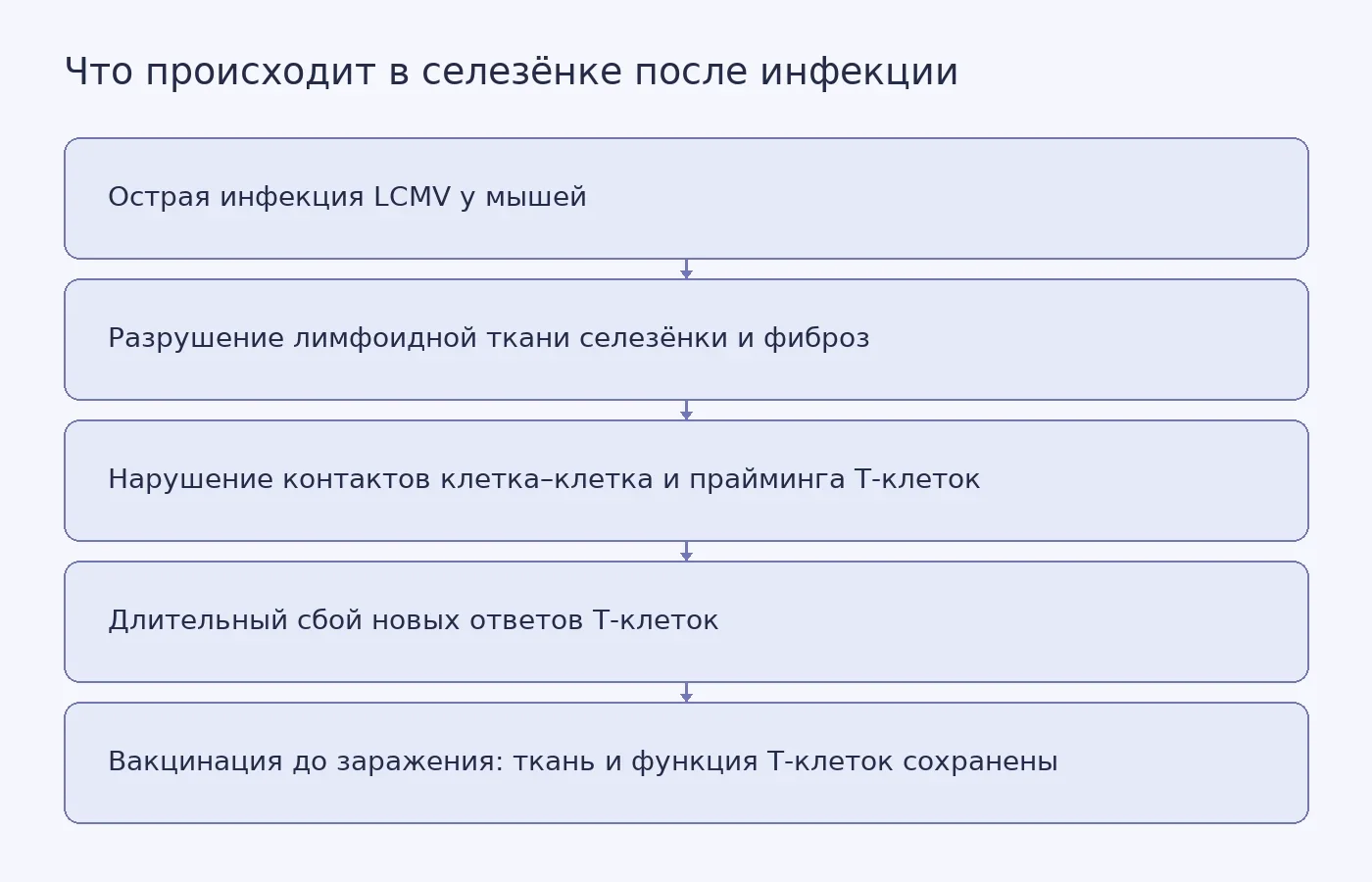 Схема показывает, как острая инфекция LCMV у мышей разрушает лимфоидную ткань селезёнки, из-за чего страдает прайминг T-клеток и новые иммунные ответы, а предварительная вакцинация предотвращает эти изменения.